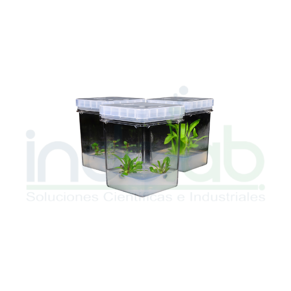 Magentas para cultivo "in vitro" de plantas.